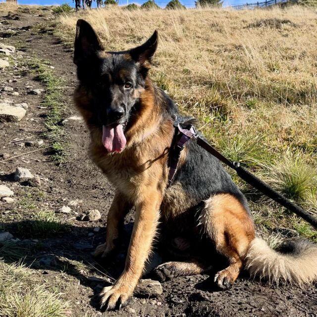Miłość ma cztery łapy ♥️ 
.
.
.
#pies #dzienpsa #dogdays #germanshepherd #gsd #owczarekniemiecki #czteryłapy #przyjaciel #dogoftheday #dogsofinstagram
