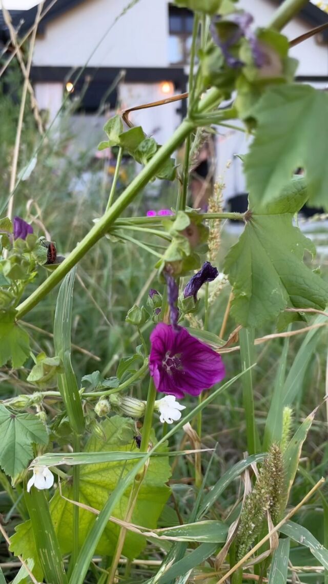 @nalace_kamili natura oddaje z wdzięcznością i mocą całe dobro jakie otrzymała od człowieka ❤️
Jej gospodarze, Kamila i Robert, stworzyli miejsce, w którym łączą się różne potrzeby i emocje, a obce sobie osoby stają się bliskie. Muzyka na żywo w wykonaniu @emil.saj i zespołu 5:15 Quarter past five już zawsze będzie mi się kojarzyła z Łąką.
Dobrze jest być. Tu i teraz. Czerpać z tego, co wokół. 

#naturelovers #nature #silence #bestplace #instamood #relax #relaxmood #moodvideo #earthenergy #deepbreath #barefooted #fieldflowers #meadow #meadowflowers